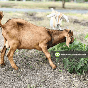 Buy Hybrid Goat for Sale from Alpha Agventure Farms