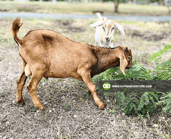 Buy Hybrid Goat for Sale from Alpha Agventure Farms