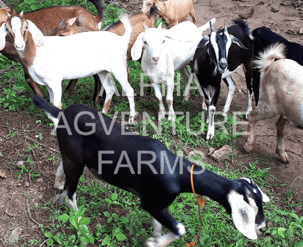 Buy Hybrid Goats from Alpha Agventure Farms