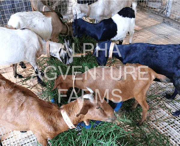 Buy Hybrid Goats from Alpha Agventure Farms