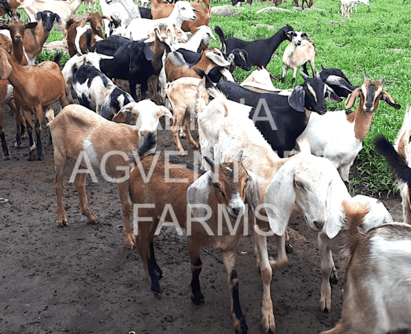 Buy Hybrid Goats from Alpha Agventure Farms