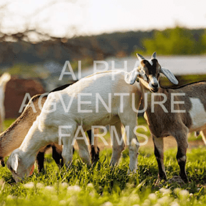 Buy Hybrid Goats from Alpha Agventure Farms