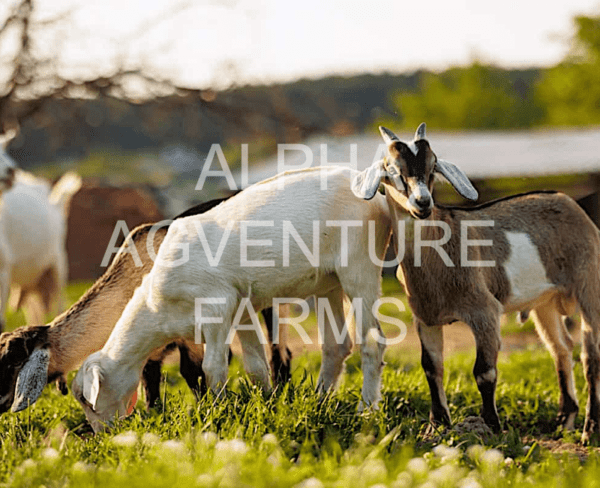 Buy Hybrid Goats from Alpha Agventure Farms