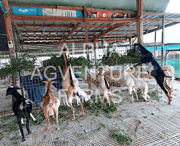 Buy Hybrid Goats from Alpha Agventure Farms