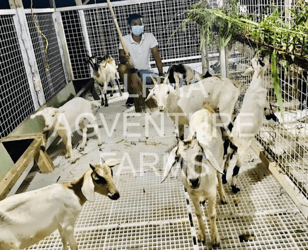 Buy Hybrid Goats from Alpha Agventure Farms