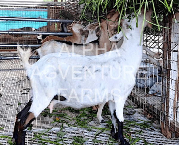 Buy Hybrid Goats from Alpha Agventure Farms