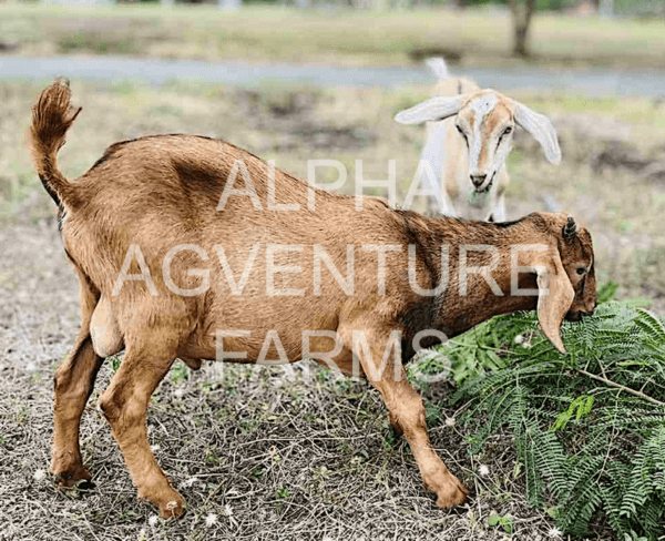 Buy Hybrid Goats from Alpha Agventure Farms