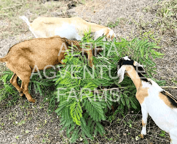 Buy Hybrid Goats from Alpha Agventure Farms