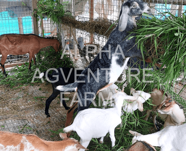 Buy Hybrid Goats from Alpha Agventure Farms