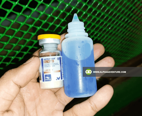 Buy Newcastle Disease B1B1 Vaccine for Sale from Alpha Agventure Farms