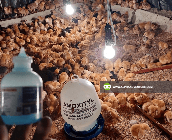 Buy Newcastle Disease B1B1 Vaccine for Sale from Alpha Agventure Farms