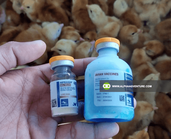 Buy Newcastle Disease B1B1 Vaccine for Sale from Alpha Agventure Farms