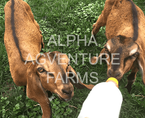 Buy Purebred Anglo-Nubian Goats from Alpha Agventure Farms