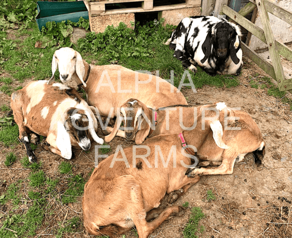 Buy Purebred Anglo-Nubian Goats from Alpha Agventure Farms