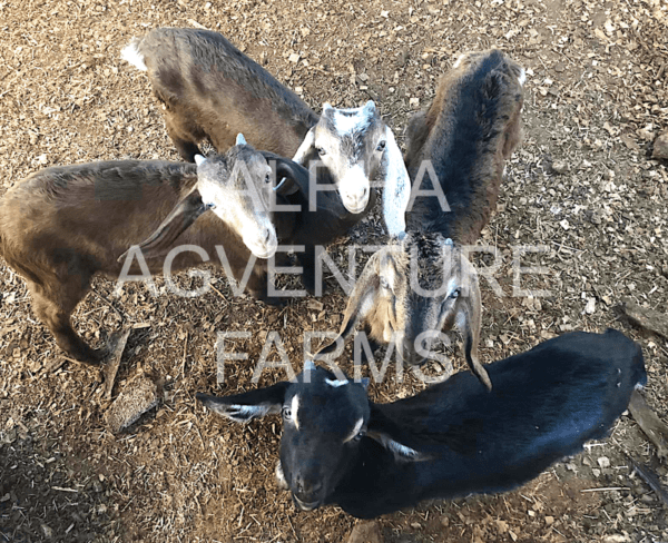 Buy Purebred Anglo-Nubian Goats from Alpha Agventure Farms