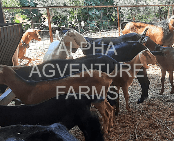 Buy Purebred Anglo-Nubian Goats from Alpha Agventure Farms