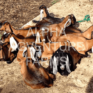 Buy Purebred Anglo-Nubian Goats from Alpha Agventure Farms