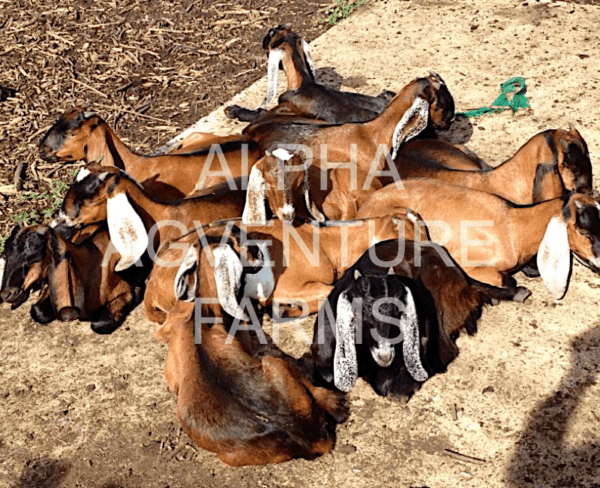 Buy Purebred Anglo-Nubian Goats from Alpha Agventure Farms