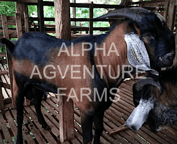 Buy Purebred Anglo-Nubian Goats from Alpha Agventure Farms