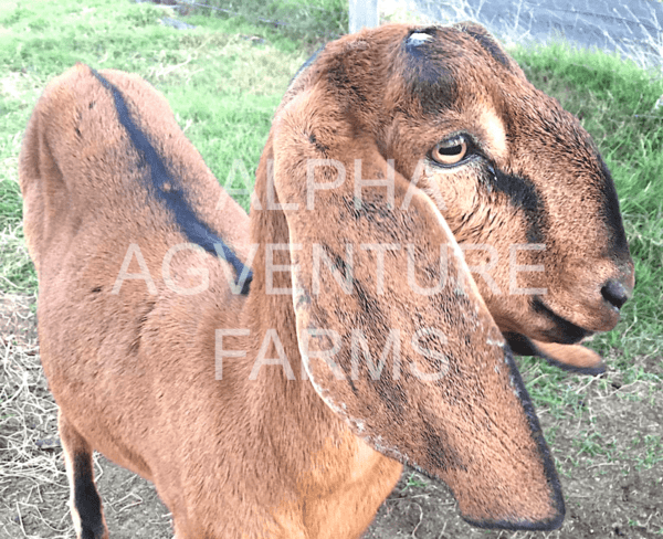 Buy Purebred Anglo-Nubian Goats from Alpha Agventure Farms