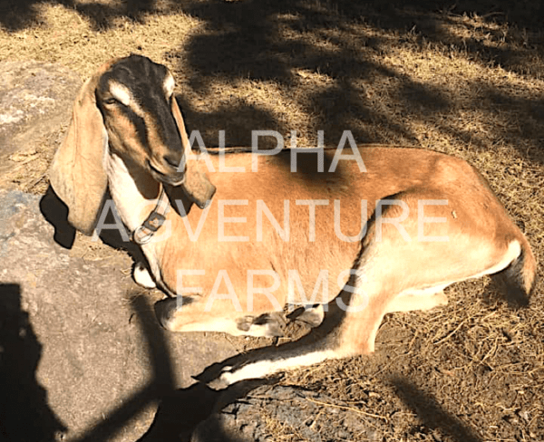 Buy Purebred Anglo-Nubian Goats from Alpha Agventure Farms