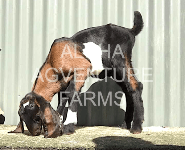 Buy Purebred Anglo-Nubian Goats from Alpha Agventure Farms