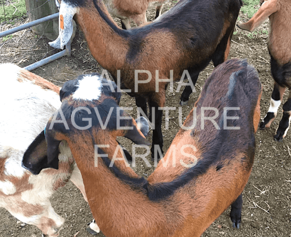 Buy Purebred Anglo-Nubian Goats from Alpha Agventure Farms