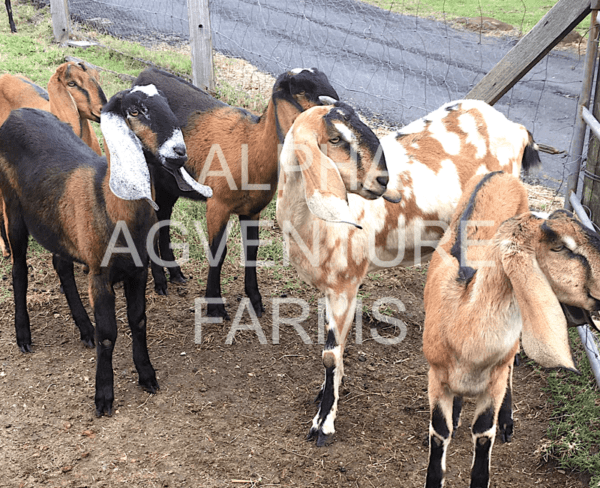 Buy Purebred Anglo-Nubian Goats from Alpha Agventure Farms