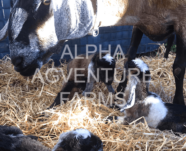 Buy Purebred Anglo-Nubian Goats from Alpha Agventure Farms