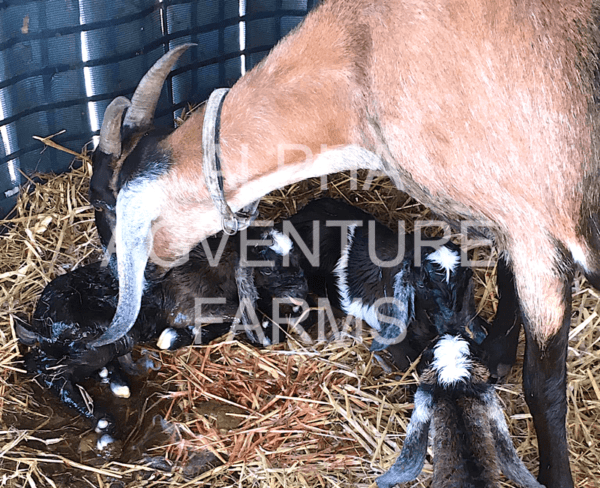 Buy Purebred Anglo-Nubian Goats from Alpha Agventure Farms