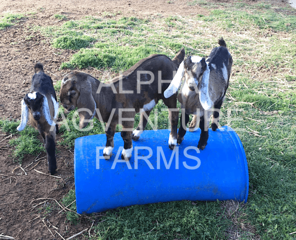 Buy Purebred Anglo-Nubian Goats from Alpha Agventure Farms