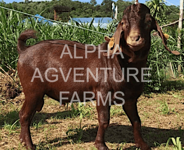 Buy Purebred Red Boer Goats from Alpha Agventure Farms