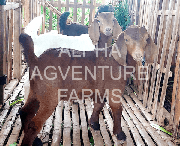 Buy Purebred Red Boer Goats from Alpha Agventure Farms