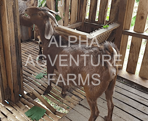 Buy Purebred Red Boer Goats from Alpha Agventure Farms