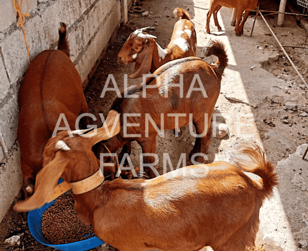 Buy Purebred Red Boer Goats from Alpha Agventure Farms