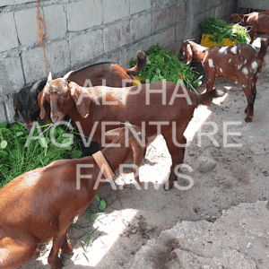 Buy Purebred Red Boer Goats from Alpha Agventure Farms