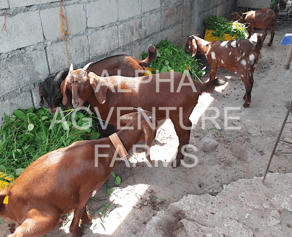 Buy Purebred Red Boer Goats from Alpha Agventure Farms