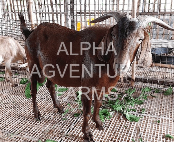 Buy Purebred Red Boer Goats from Alpha Agventure Farms