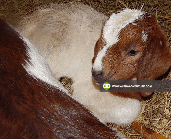 Buy Purebred Red and Traditional Boer for Sale from Alpha Agventure Farms