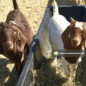 Buy Purebred Red and Traditional Boer for Sale from Alpha Agventure Farms