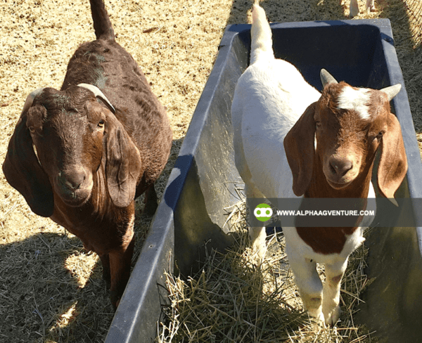 Buy Purebred Red and Traditional Boer for Sale from Alpha Agventure Farms