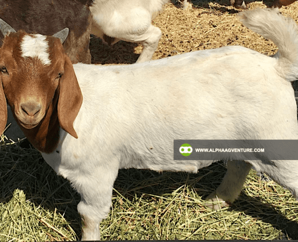 Buy Purebred Red and Traditional Boer for Sale from Alpha Agventure Farms