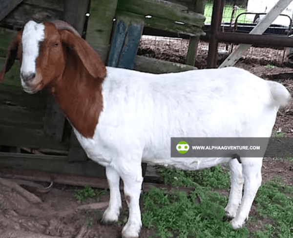 Buy Purebred Red and Traditional Boer for Sale from Alpha Agventure Farms