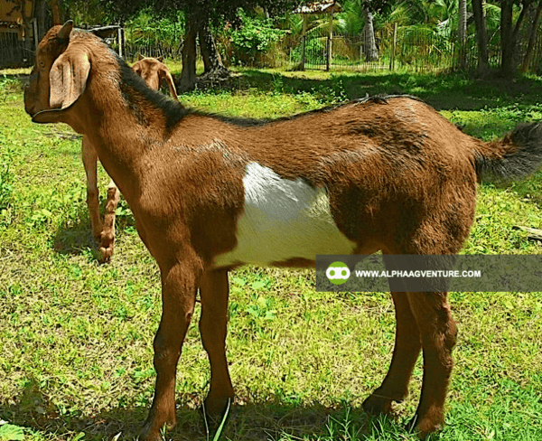 Buy Purebred Red and Traditional Boer for Sale from Alpha Agventure Farms