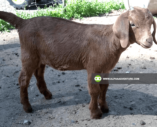 Buy Purebred Red and Traditional Boer for Sale from Alpha Agventure Farms