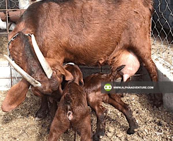 Buy Purebred Red and Traditional Boer for Sale from Alpha Agventure Farms