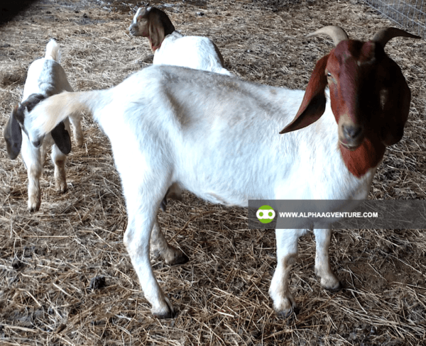 Buy Purebred Red and Traditional Boer for Sale from Alpha Agventure Farms