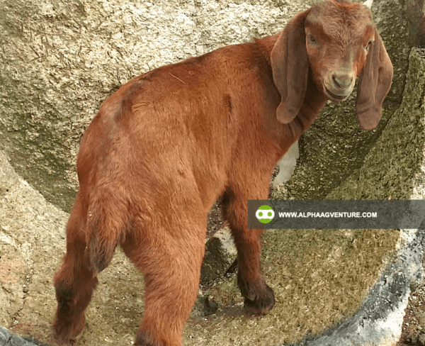 Buy Purebred Red and Traditional Boer for Sale from Alpha Agventure Farms