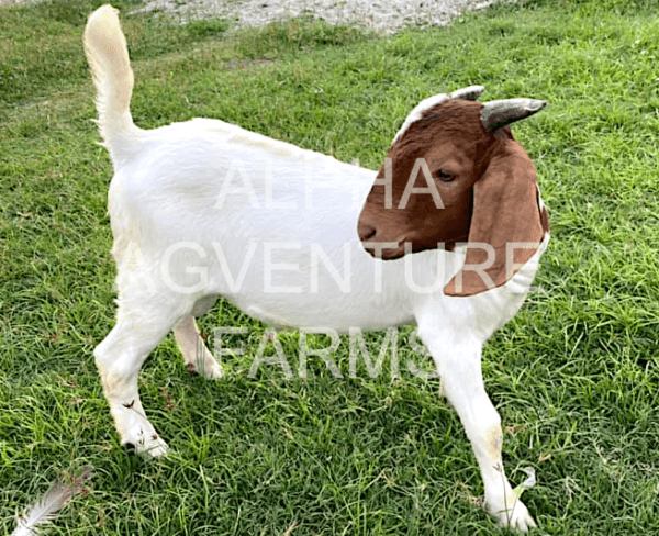 Buy Purebred Red Boer Goats from Alpha Agventure Farms