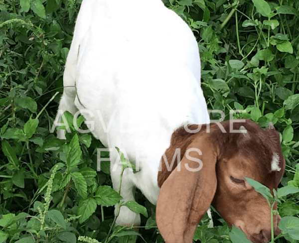 Buy Purebred Red Boer Goats from Alpha Agventure Farms